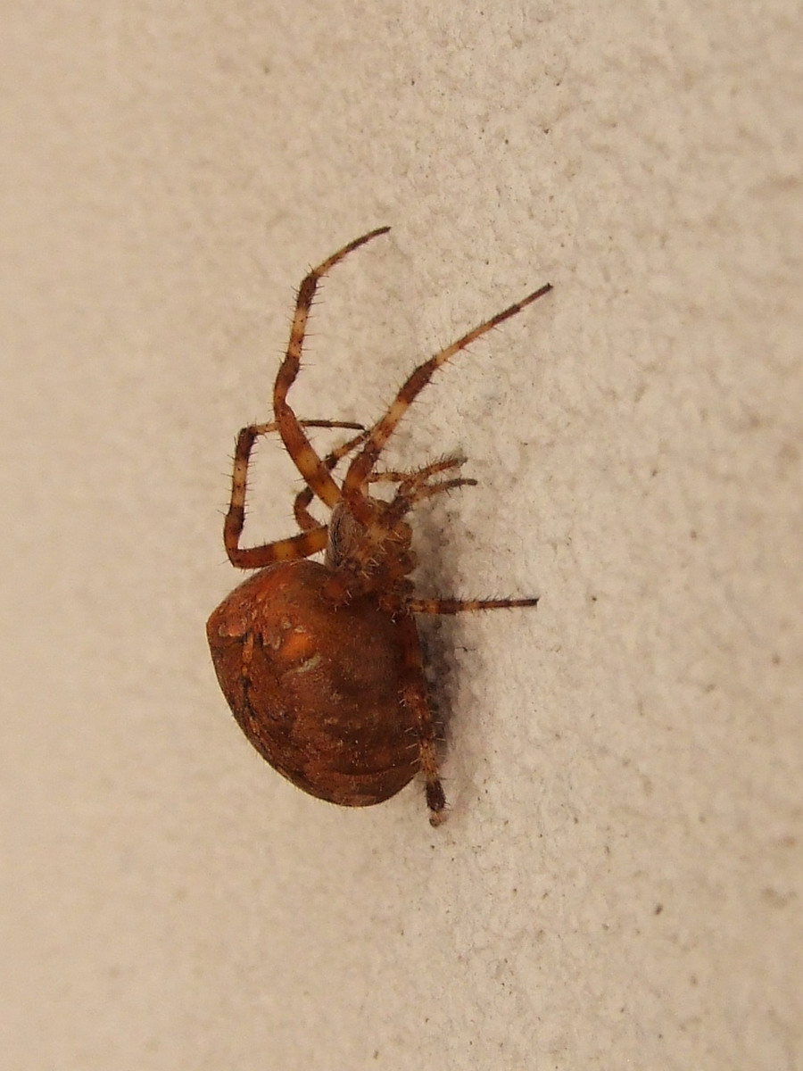 Araneus diadematus